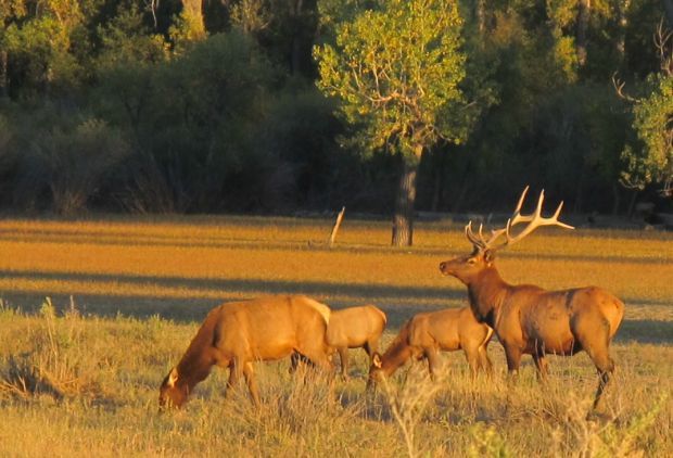 Augusta Elks